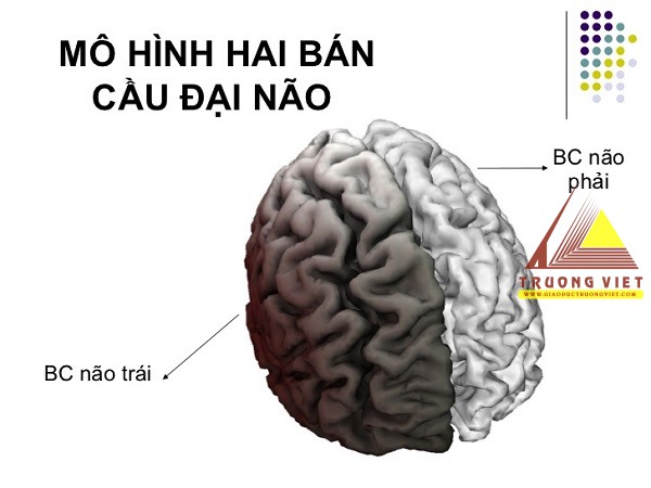 Mô hình cấu tạo Đại bán cầu não người
